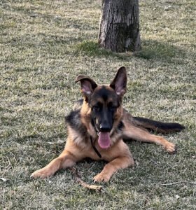 Rosa’s K-9 Training