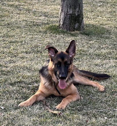 Rosa’s K-9 Training