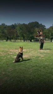 Tanattus K9 – Dog Spa and Training School