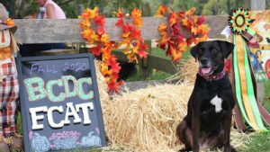 TLC Dog Training, LLC