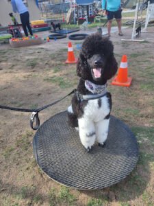 Laughing Dog Farm