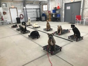 Sit Means Sit Dog Training Albuquerque