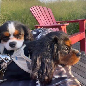 Ramella’s Canine Academy