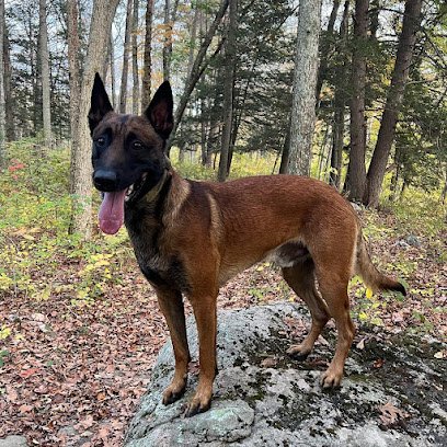 Phalanx K9 Modular Dog Training