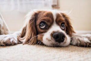 Doggy House LLC