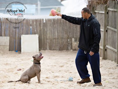 Positive Masters Dog Traininig