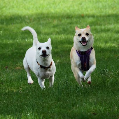Ruff to Ready Dog Training