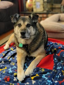 Canine Harmony LLC