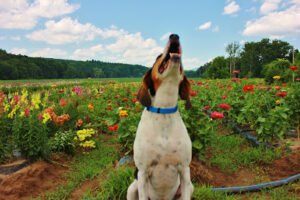 Hudson Valley Hounds