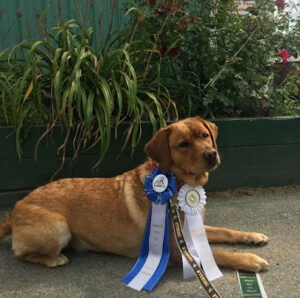 Paws Up Certified Dog Training & Supplies