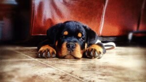 Pawfect Solutions Dog Training & Boarding