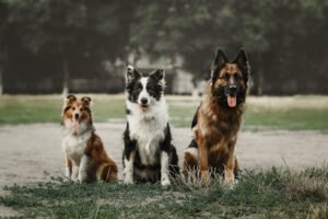 Canine Pro