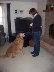 Harmony Dog Training