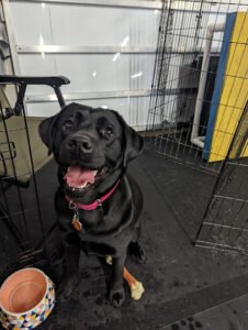 Good Choice Dog Training