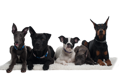 Westchester K-9 – Serving Westchester, Putnam, CT, NYC