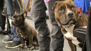 ROBIN’S NEST PET CARE & K9 TRAINING