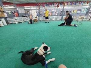 Canine Sports Unlimited