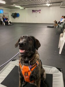 Canine Academy