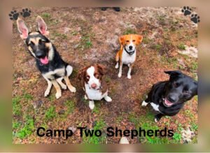Two Shepherds LLC