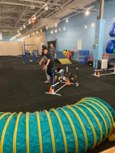 The Martial ARFS Dog Training & Fitness Center