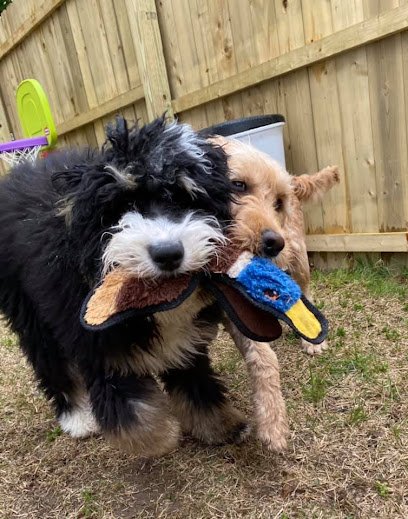 A Dog’s Life Camp and Spa