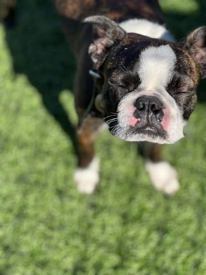 Dog Bar Training & Boarding