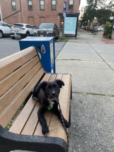 Dynamic Dog Training