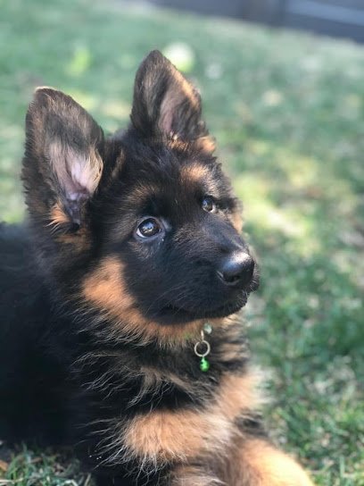 Dogtreff New York Obedience Training