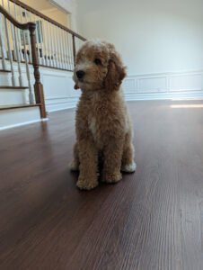 PetSmart Dog Training