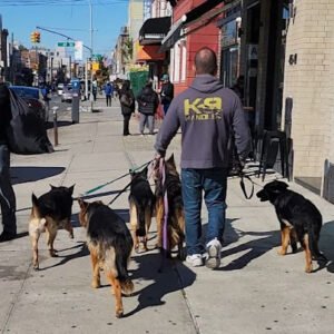Hercules Dog Training Queens