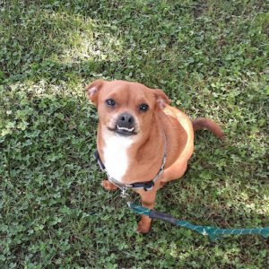 A WELL-MANNERED PUP