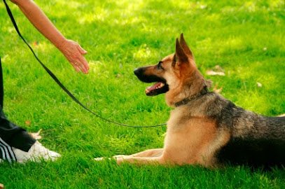 Better Dog Training