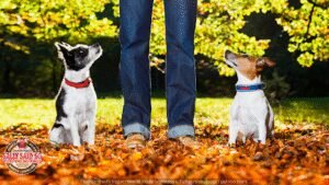 Sally Said So – Dog Trainer Jacksonville