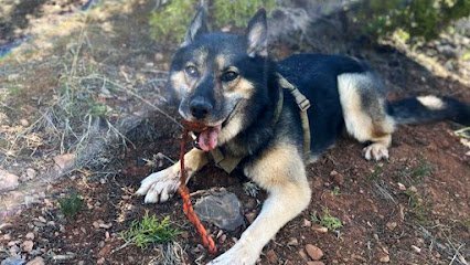 Elevation K9