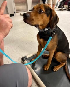 Proactive Dog Training, LLC