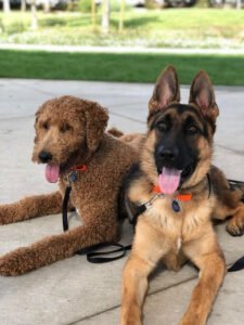 Apex K9 Training NC