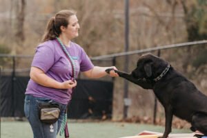 Dog Training at Pampered Pets Inn