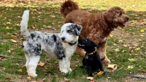 No Barking Back, LLC
