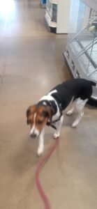 PetSmart Dog Training