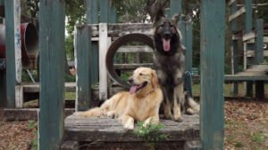 Project Good Dog