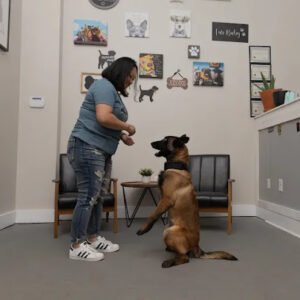 Norris K9