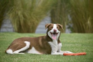 Embark K9 Services