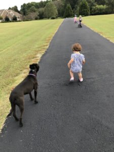 Camp K9 Training