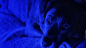 MidnightMutt