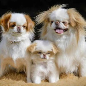 Japanese Chin Club of the Carolinas