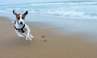 Cape Fearless Dog Training