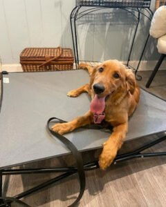 Winnabow K9 Board & Train, LLC