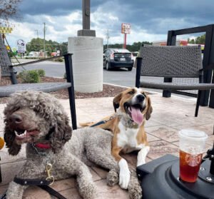 Bark and Bone Pet Services