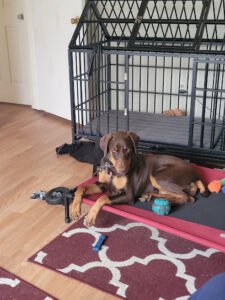 Patriot K Nine Training & Behavior