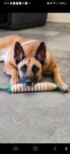 Can Ur Dog Do This?
